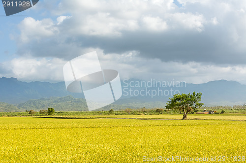 Image of Golden rural scenery