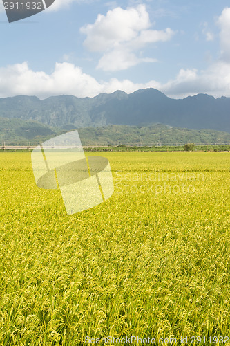 Image of Golden rural scenery