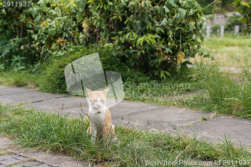 Image of Cat sitting on the grass.