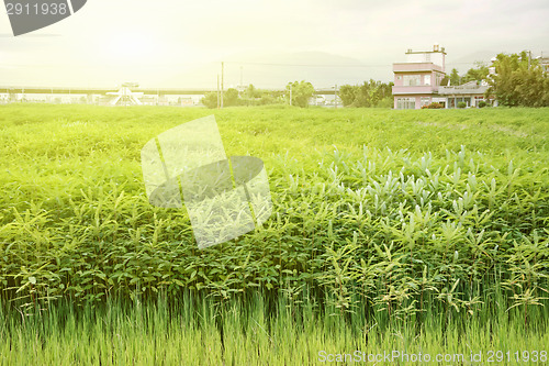 Image of Rural scenery 