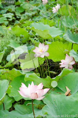 Image of Lotus flower