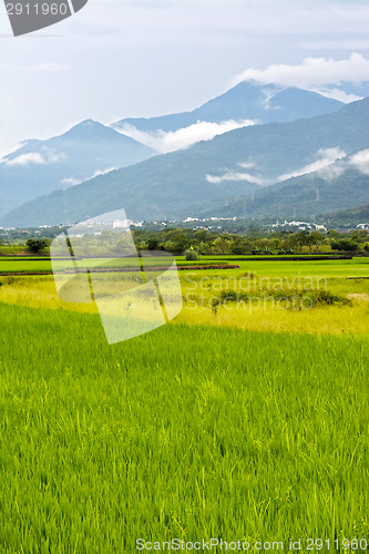 Image of Rice farm in country