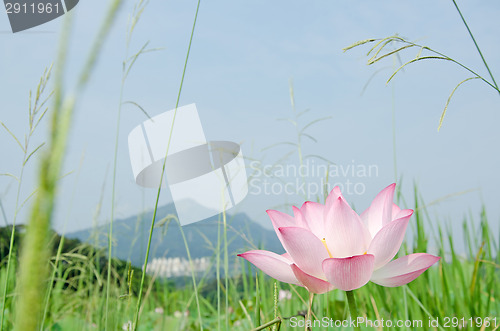 Image of Lotus flower