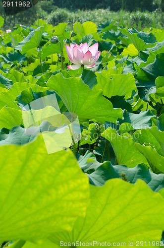 Image of Lotus flower