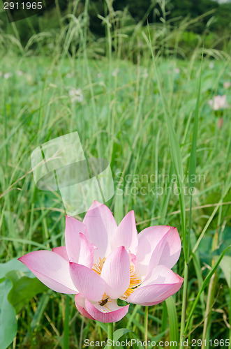 Image of Lotus flower
