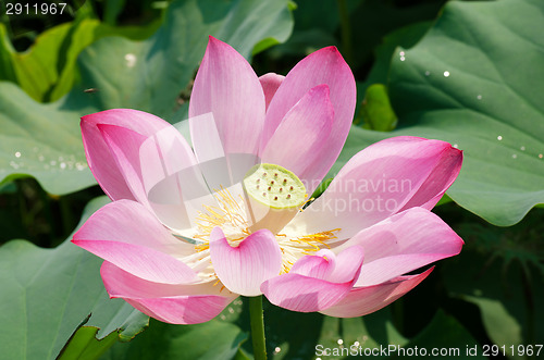 Image of Lotus flower