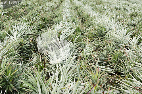 Image of Pineapple farm after harvest