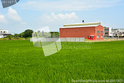 Image of Rice farm in country