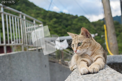 Image of Cat lying on the wall.