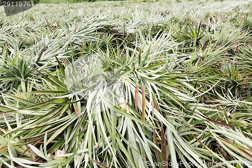 Image of Pineapple farm after harvest