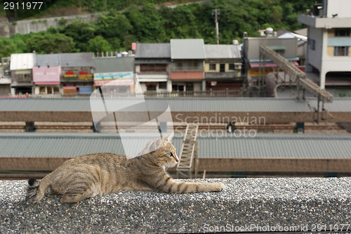 Image of Cat lying on the wall.
