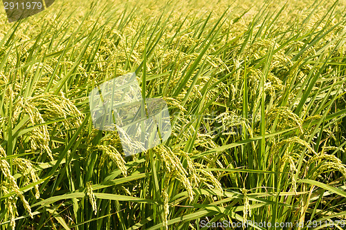 Image of Golden paddy rice farm