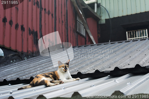 Image of Cat lying on the roof. 