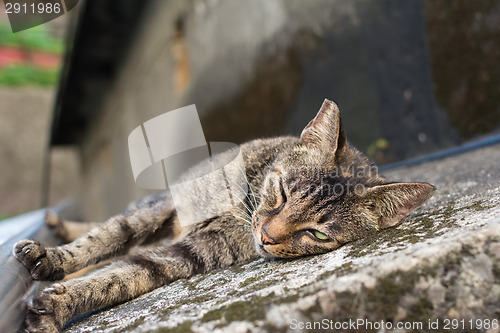 Image of Cat lying on the floor.