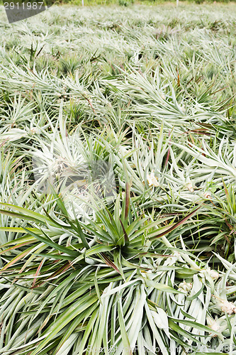 Image of Pineapple farm after harvest