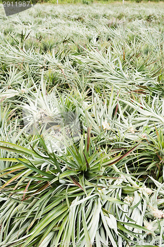 Image of Pineapple farm after harvest