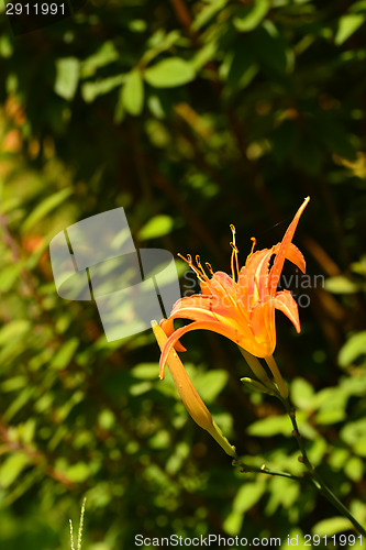 Image of Tiger lily