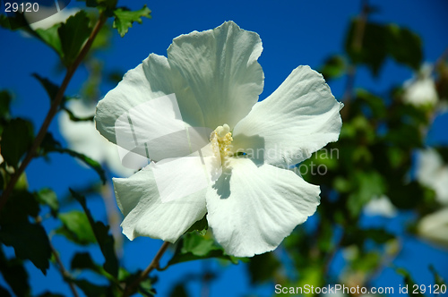 Image of Hibiscus Tree Flower