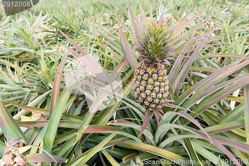 Image of Pineapple farm 