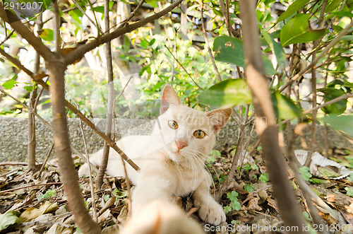 Image of cat in city