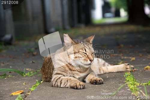 Image of Stray tabby cat