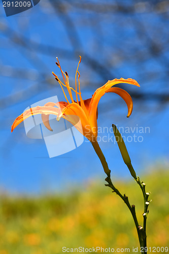 Image of Tiger lily