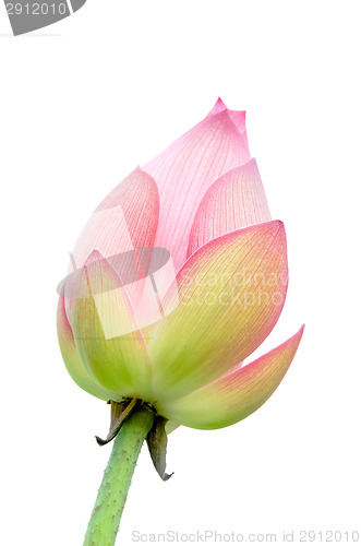 Image of isolated lotus