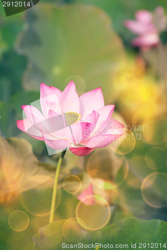 Image of lotus