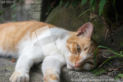 Image of Cat lying in the corner to rest.