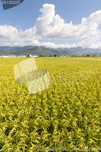 Image of Golden rural scenery