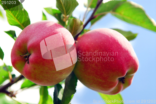 Image of Apples