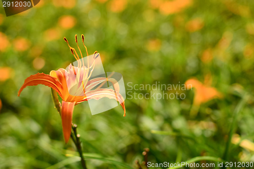 Image of Tiger lily