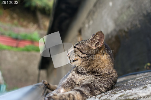 Image of Cat lying on the floor.