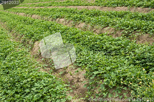 Image of Cultivated land