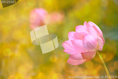 Image of lotus