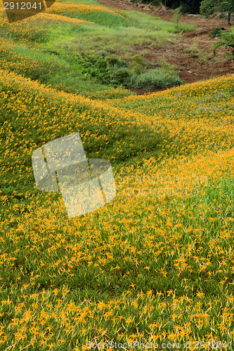 Image of Field of tiger lily