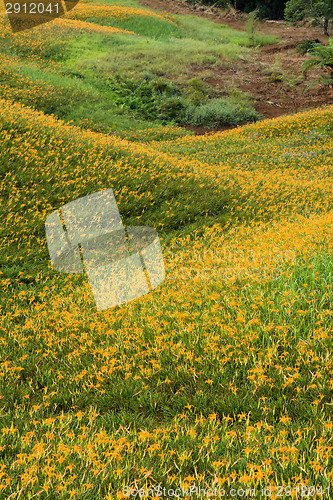 Image of Field of tiger lily