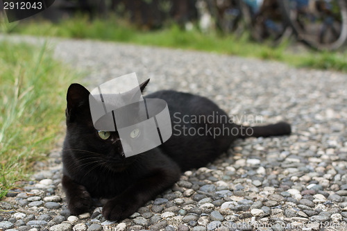 Image of Black cat squatting on the floor.