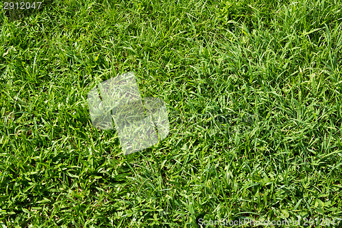 Image of Green grass background