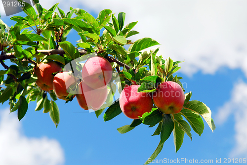 Image of Apples on a branch