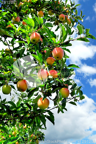 Image of Apples