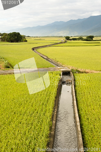 Image of golden paddy rice farm