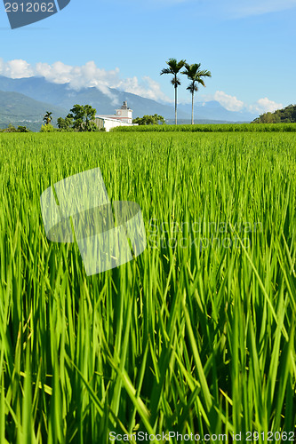 Image of Rice farm in country