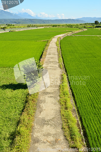 Image of Rice farm in country