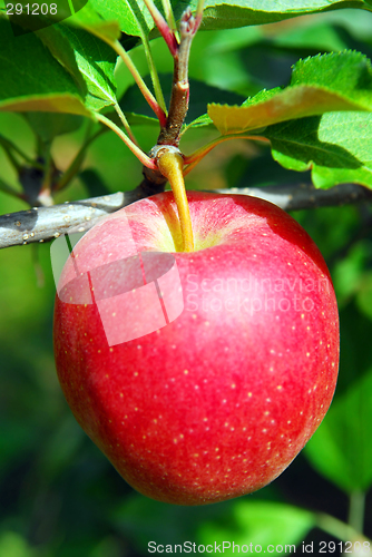 Image of Apple on a tree