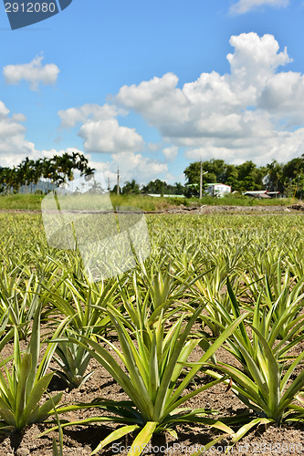 Image of Pineapple farm