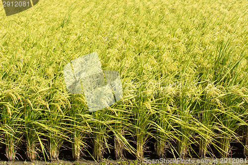 Image of Golden paddy rice farm