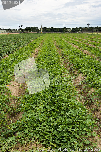 Image of Cultivated land