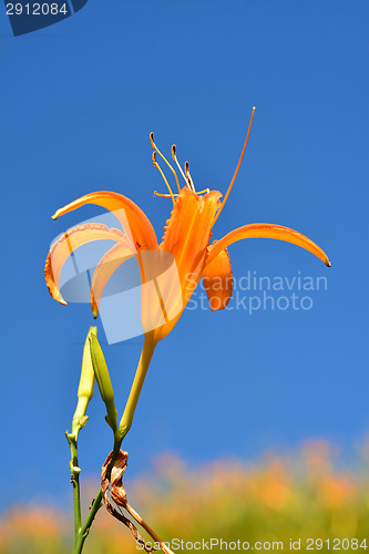 Image of Tiger lily