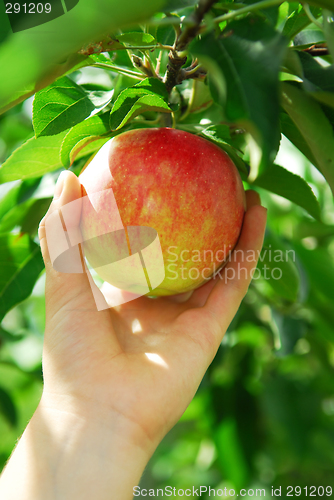 Image of Picking an apple
